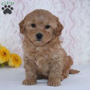 Conley, Mini Goldendoodle Puppy